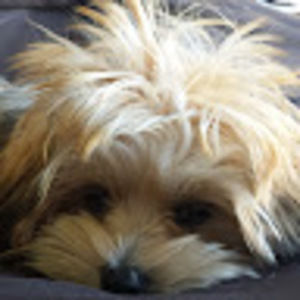 Meet your Posher, Krazily